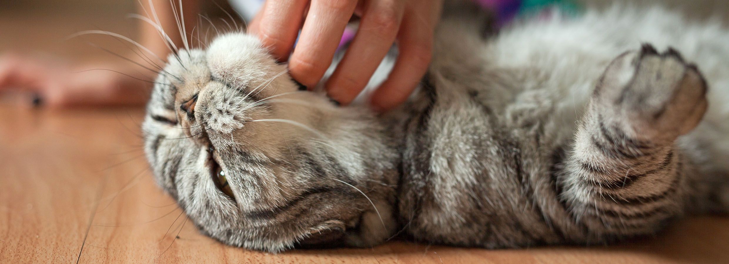 Cat Adoption Information: What You Need to Know