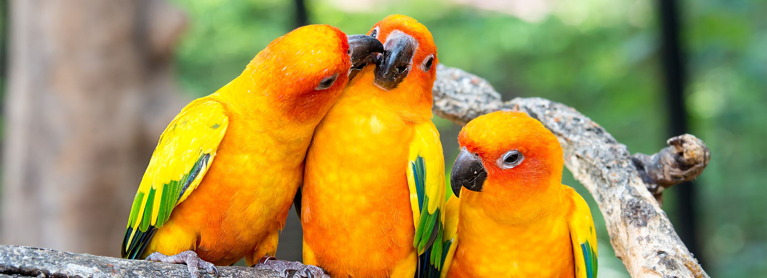 different types of pet birds