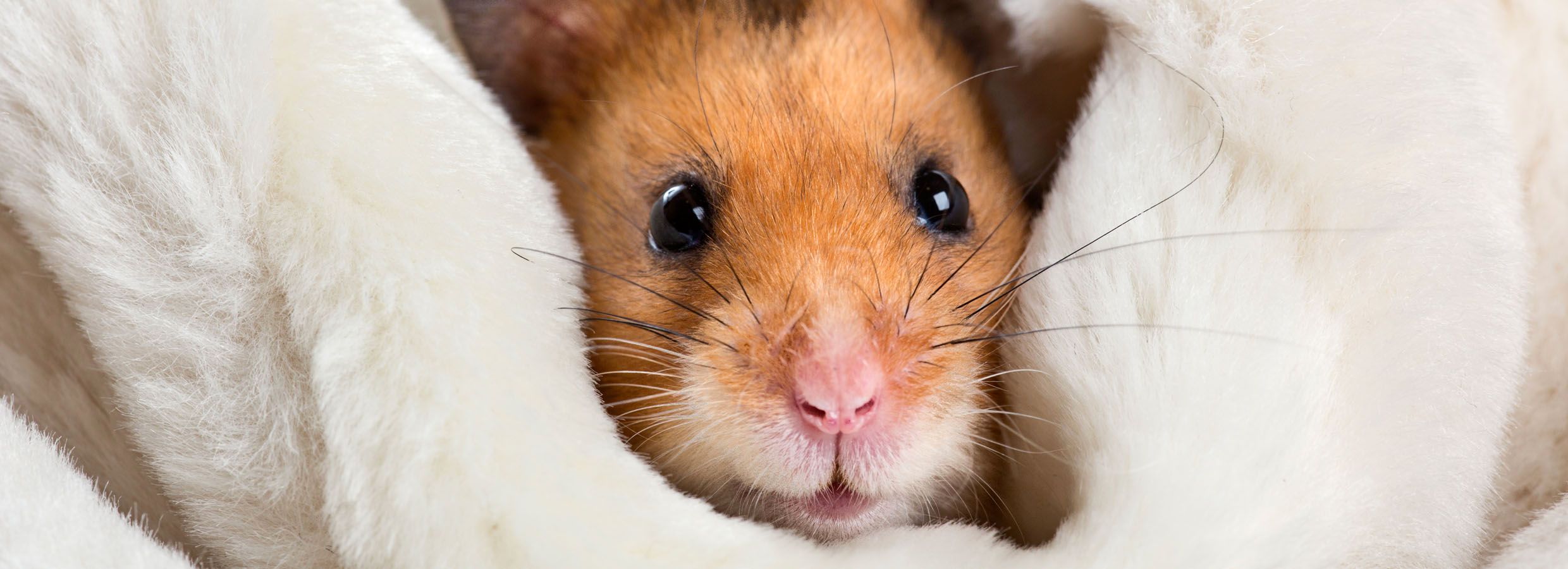 Pet Hamster Breed Information