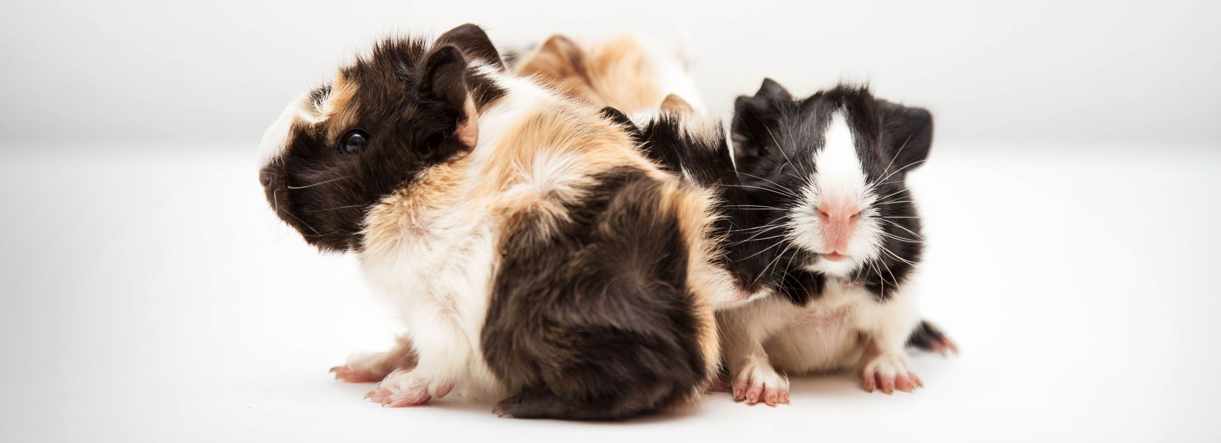 guinea pigs and dogs