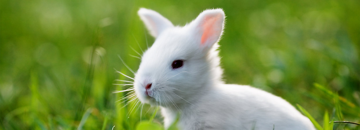 So You Want a Pet Rabbit: A New Pet Parent's Checklist | PetSmart