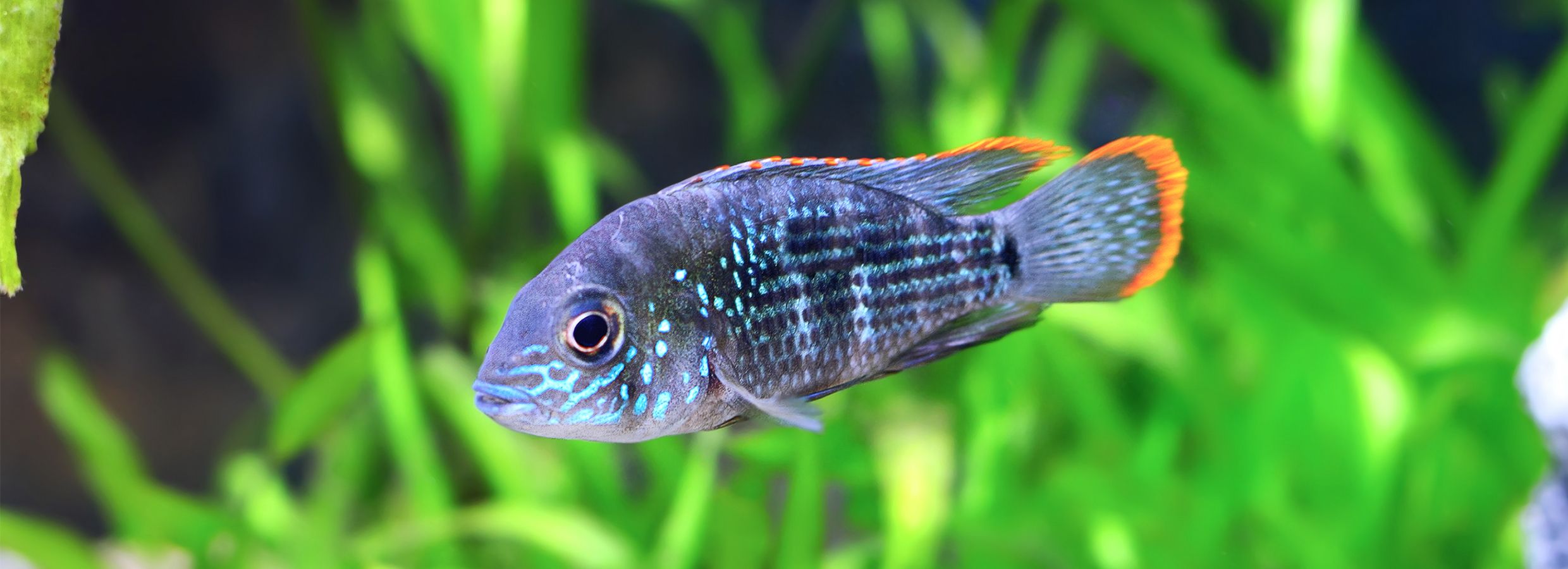 Petsmart cichlids 2025