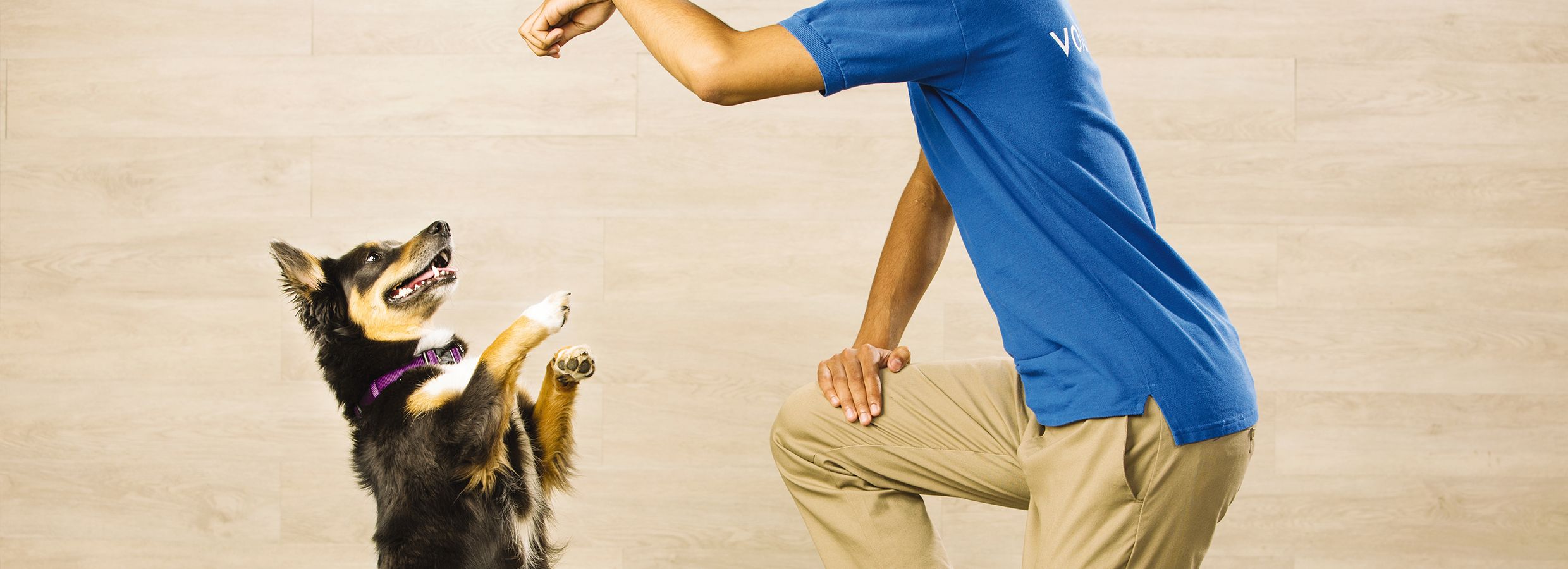 PetSmart Puppy Training Classes | PetSmart