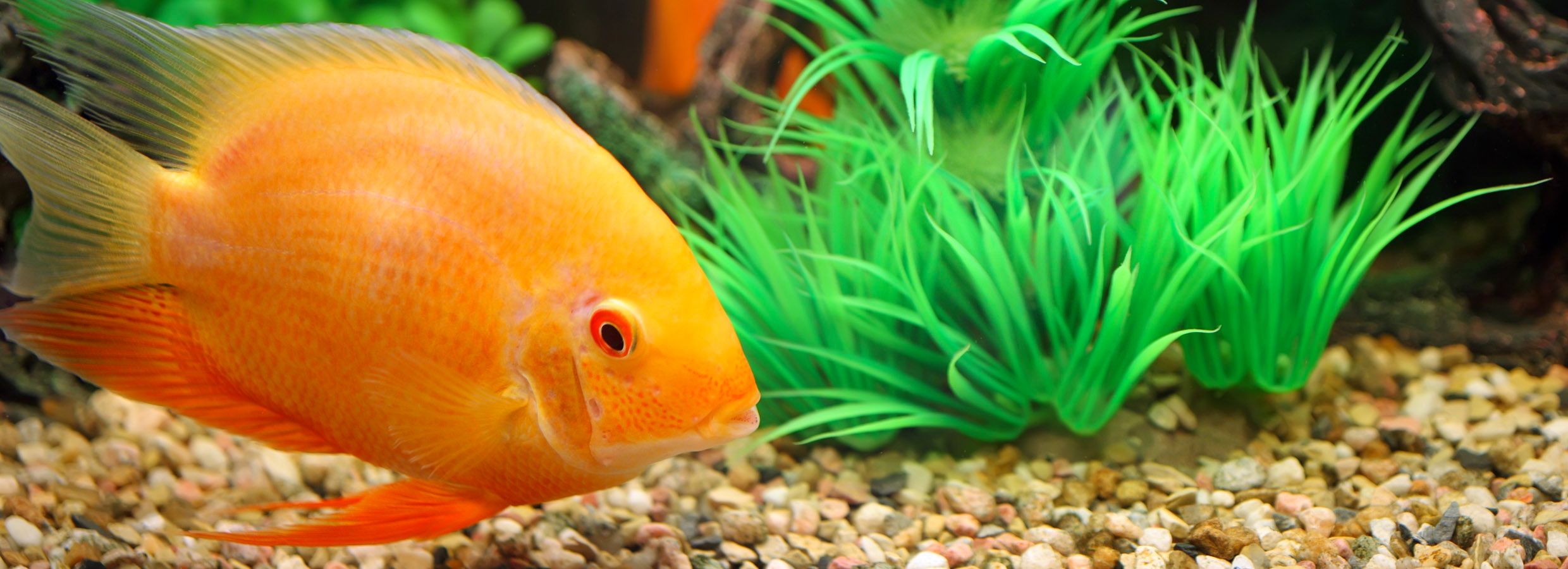 Petsmart coupons 2024 fish tank