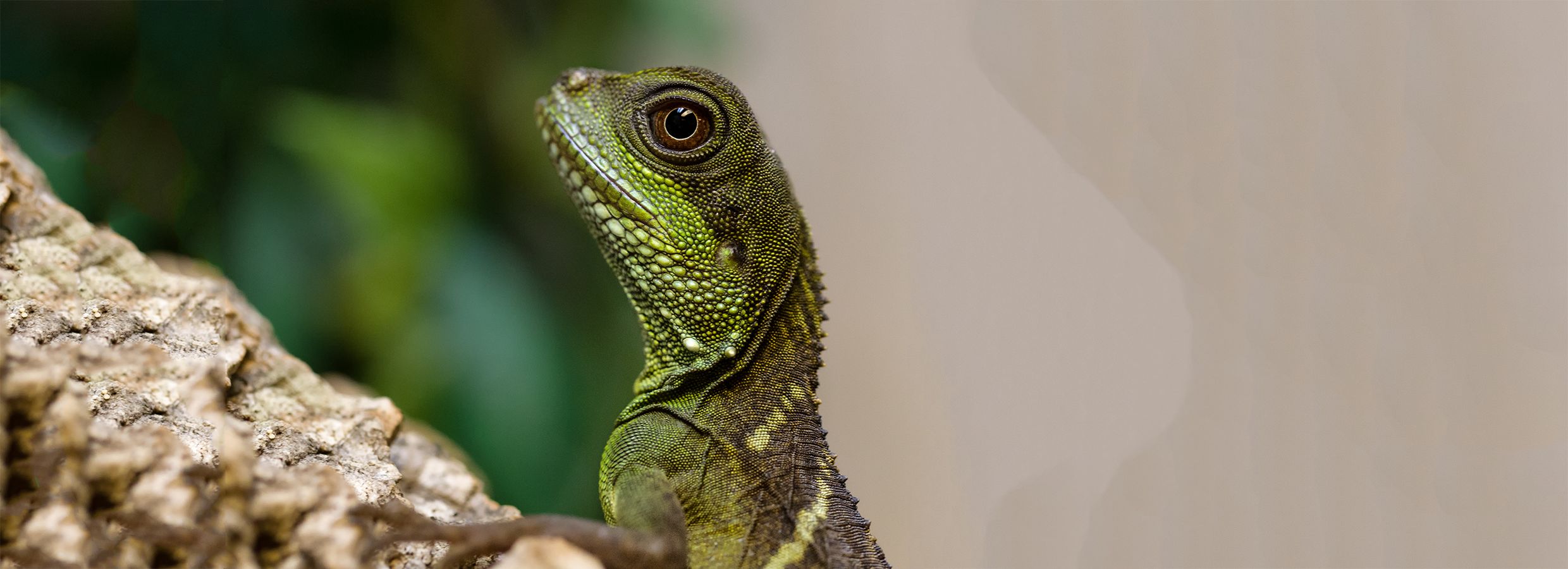 Pet Owners Find Temperature Gun Helps Maintain a Healthy Reptile