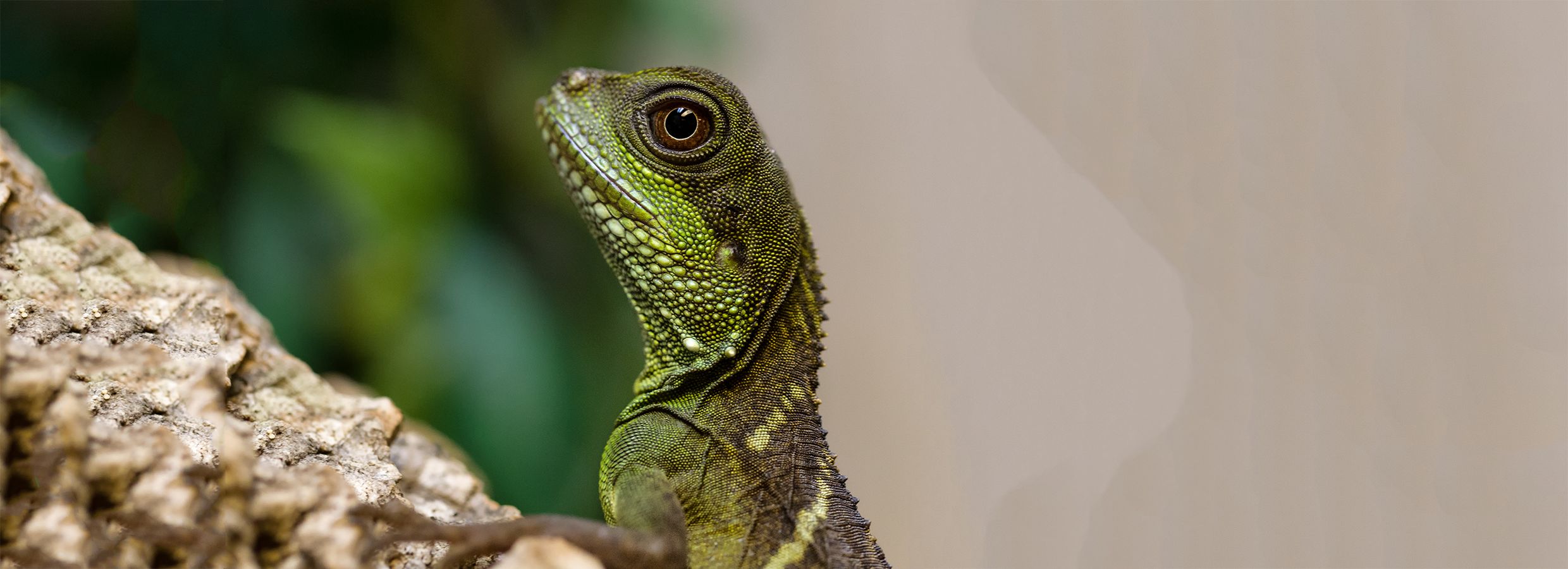 Top 10 Coolest Pet Lizards Some Lizard Species Are Really Cool But