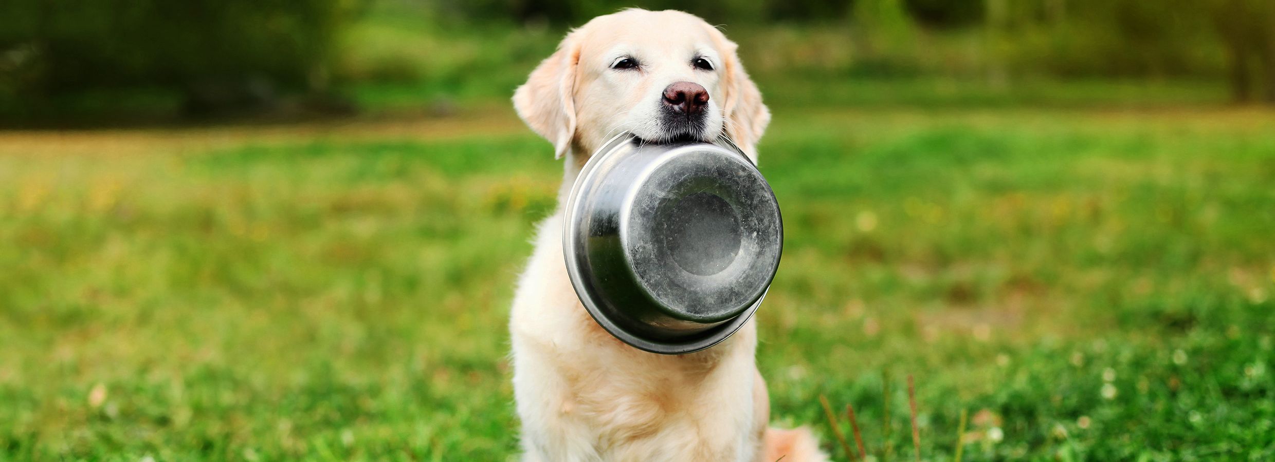 How to Choose the Right Dog Bowl | PetSmart