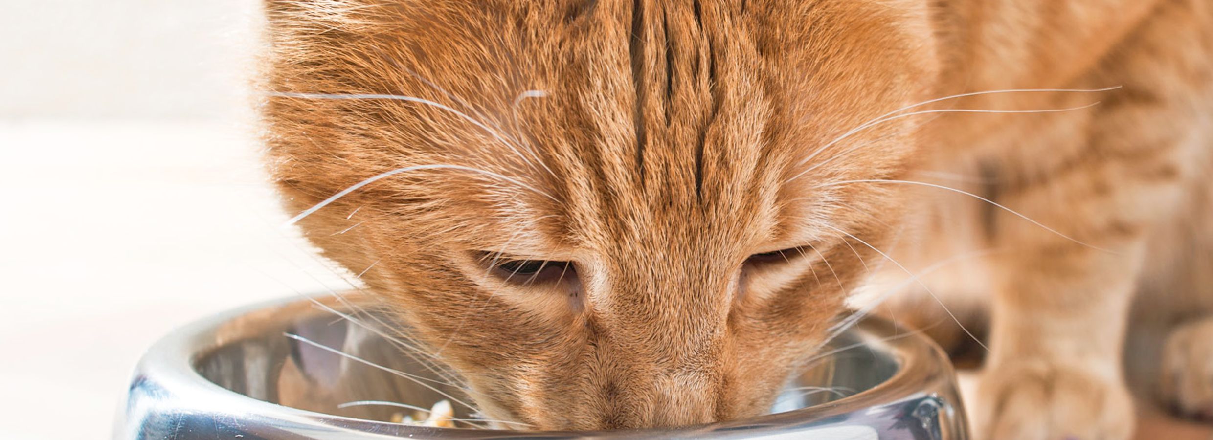 Benefits of wet outlet cat food