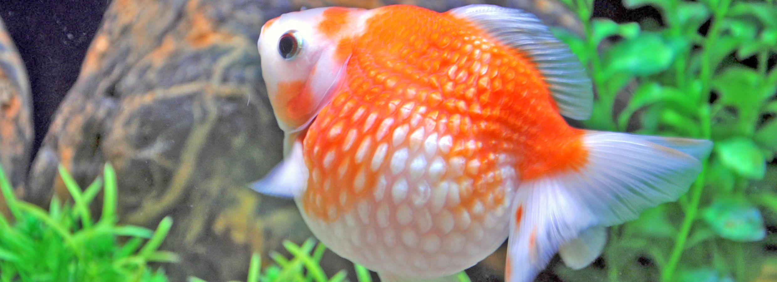 Petsmart fish outlet list