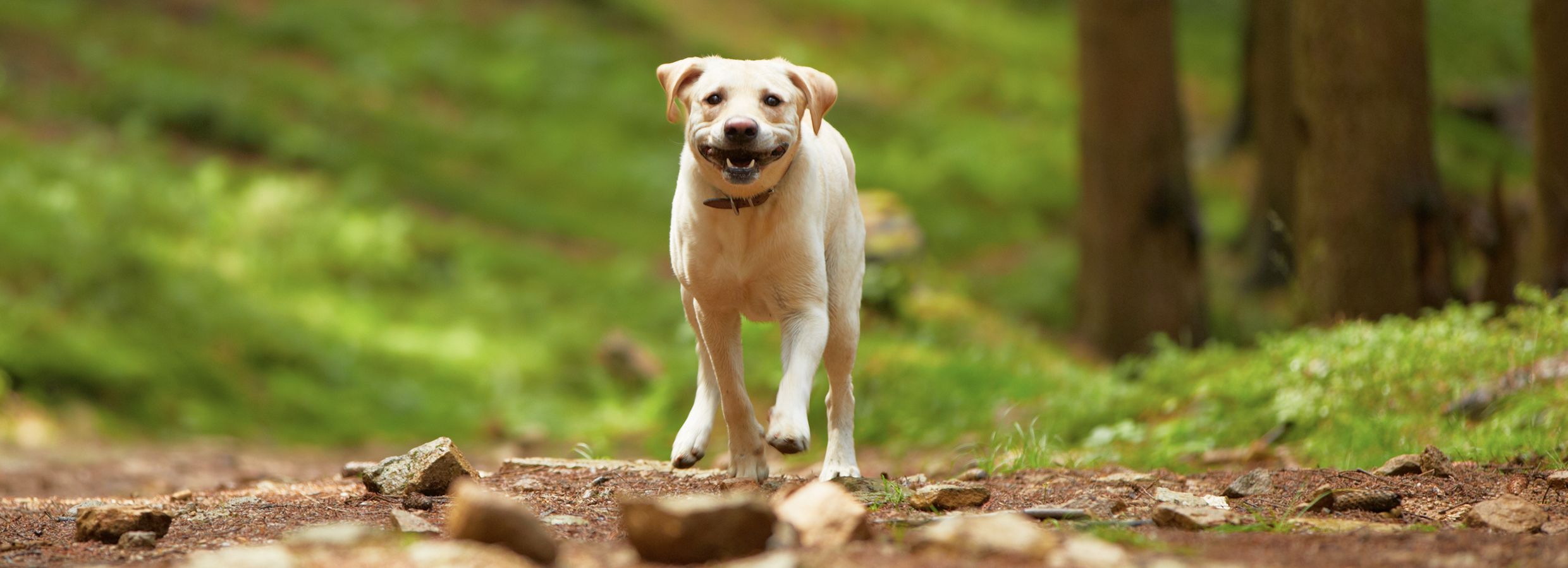 Dog eye outlet wash petsmart