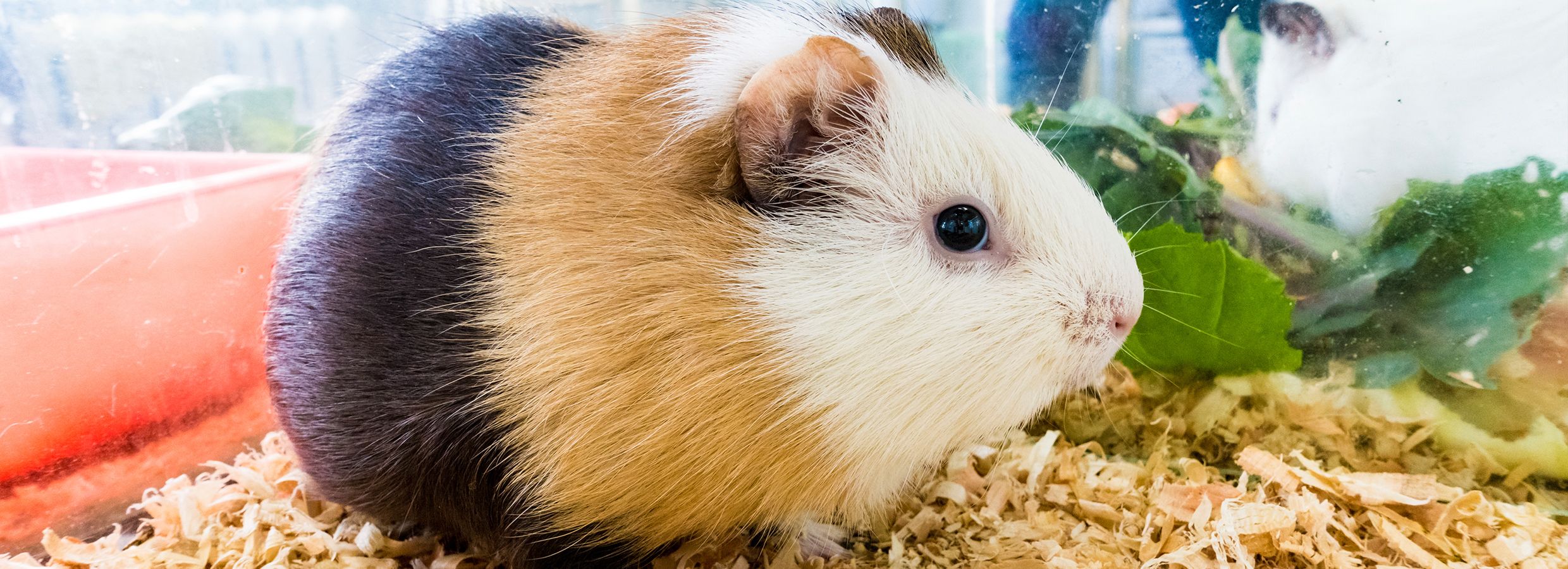 Guinea pig sale travel cage petsmart