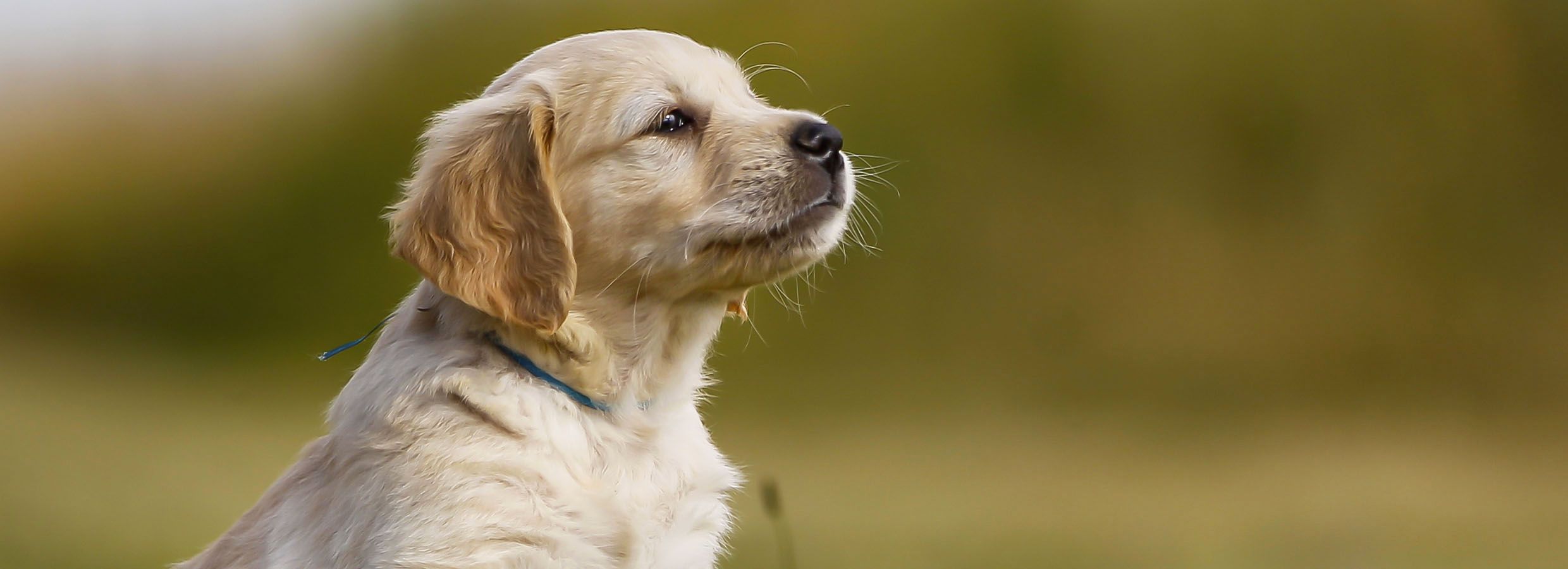 Photos at PetSmart - 8 tips