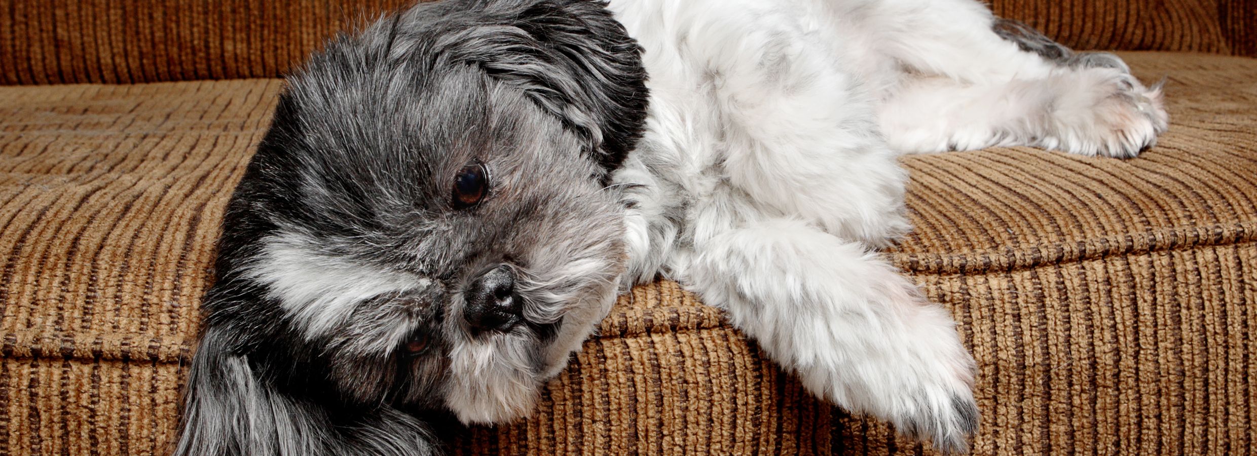 6 Steps to Take When Your Dog s Stomach is Upset PetSmart