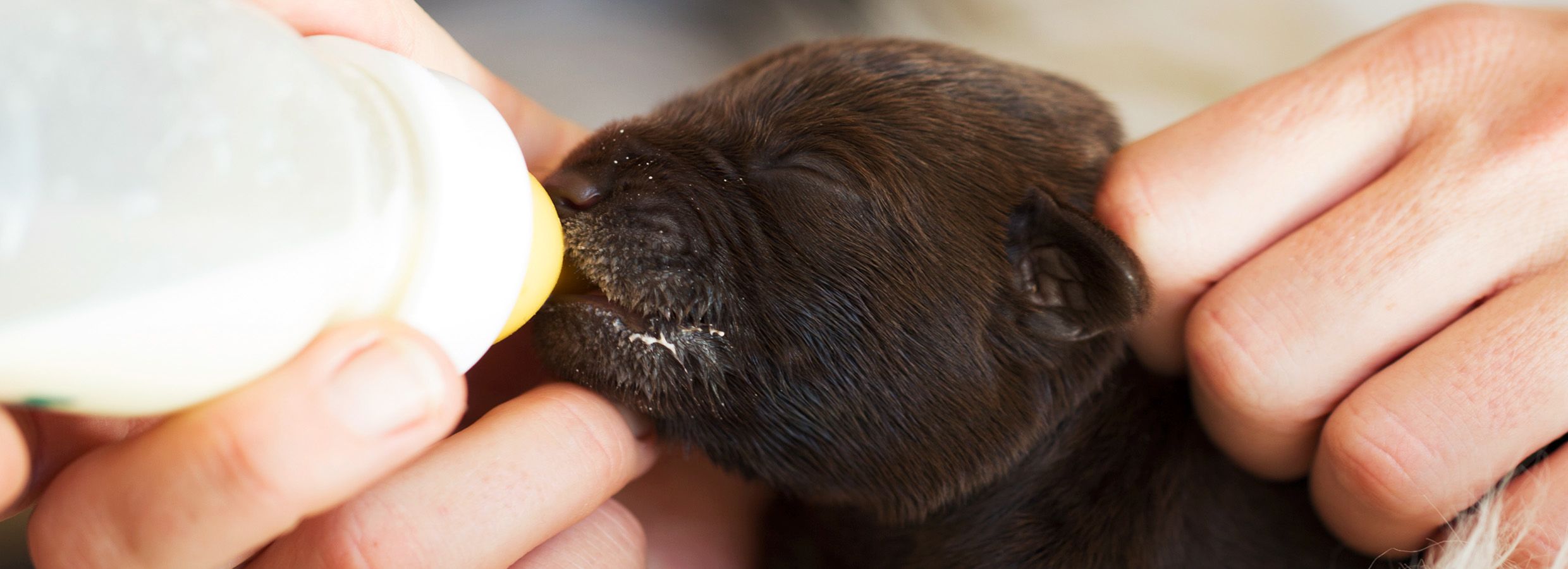 can 3 week old puppies drink evaporated milk