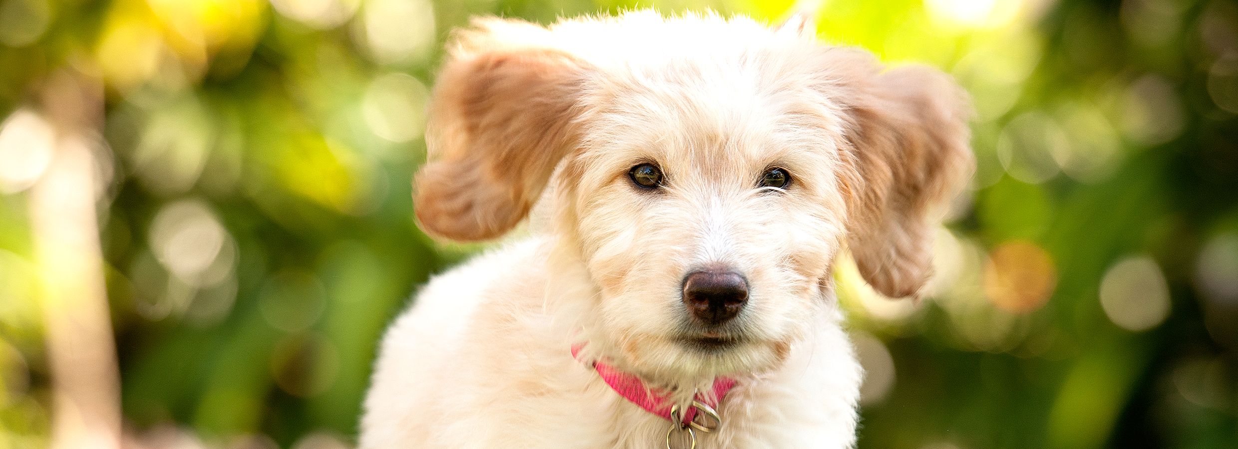 puppy teething gel petsmart