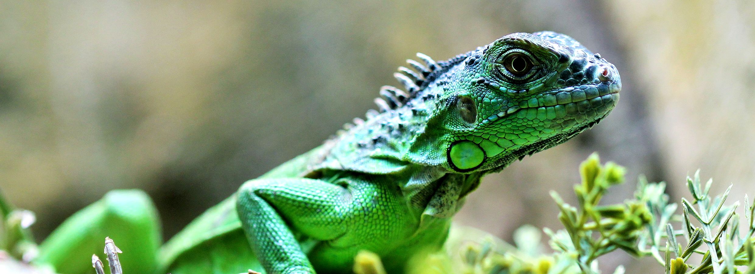 Reptile Husbandry Setup: Desert, Tropical or Temperate | PetSmart