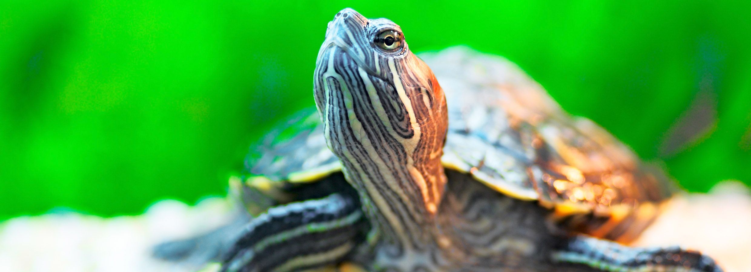 What To Feed Your Turtle or Tortoise - Basics & Guides
