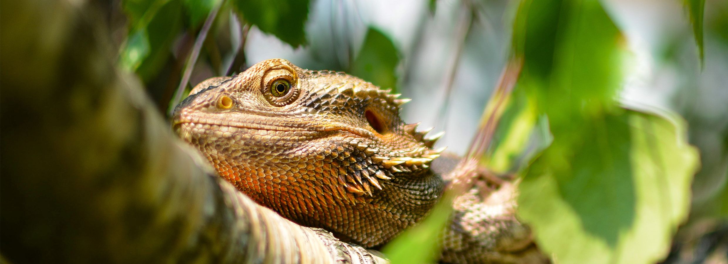 Our Bearded Dragon Tank Temperatures and Humidity Levels 