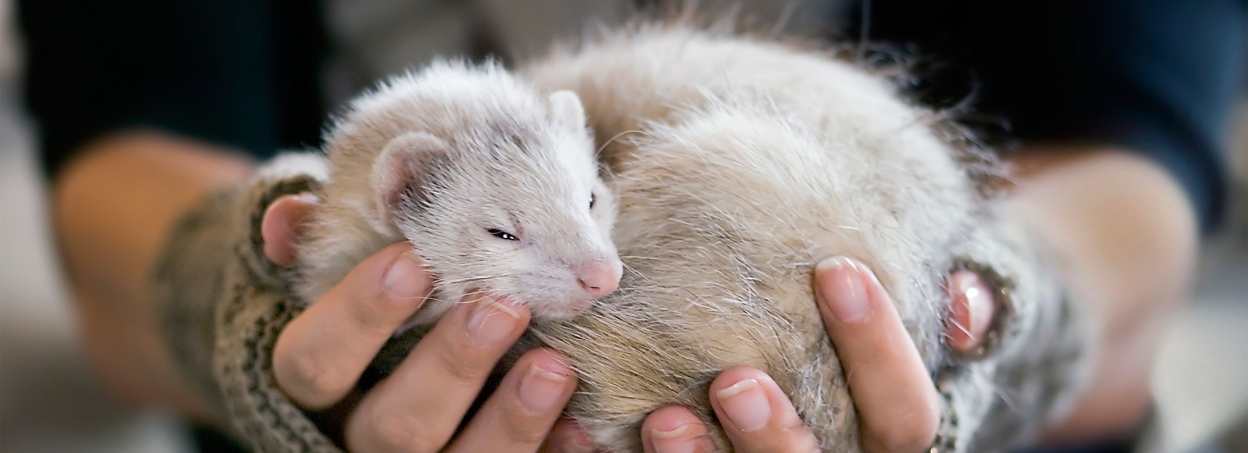 Petsmart ferret shop