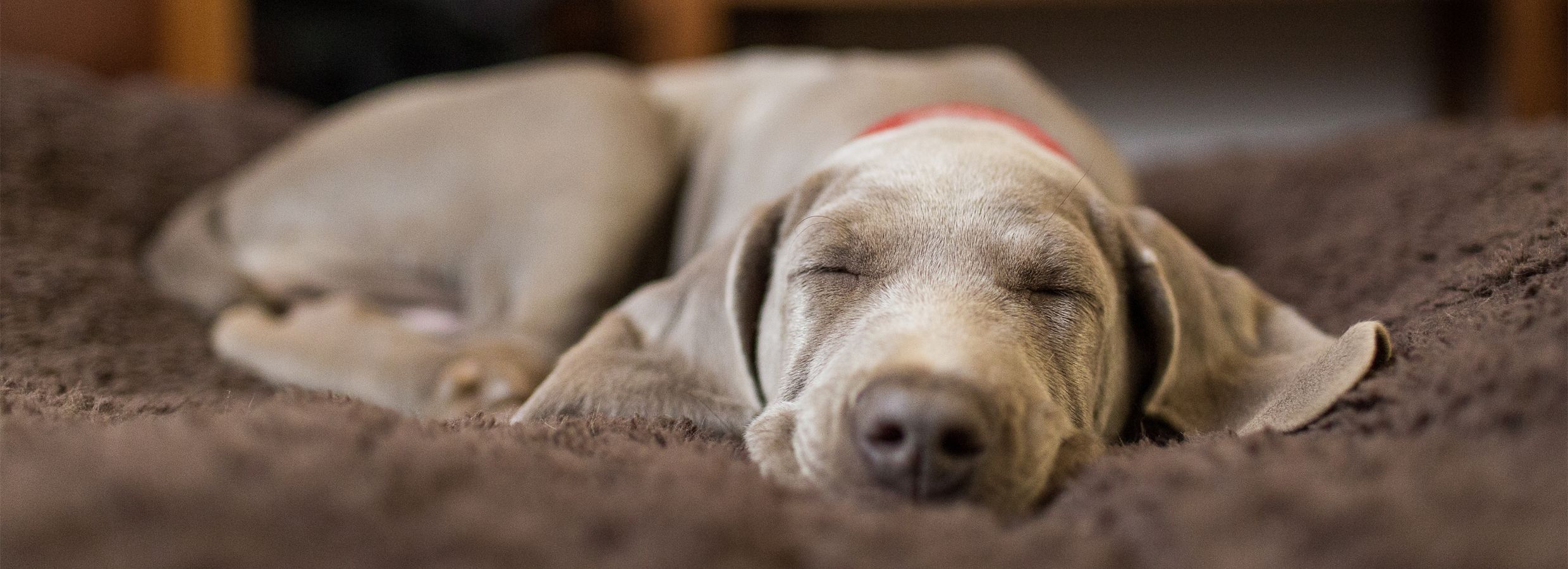 can you get worms from your dog sleeping in your bed