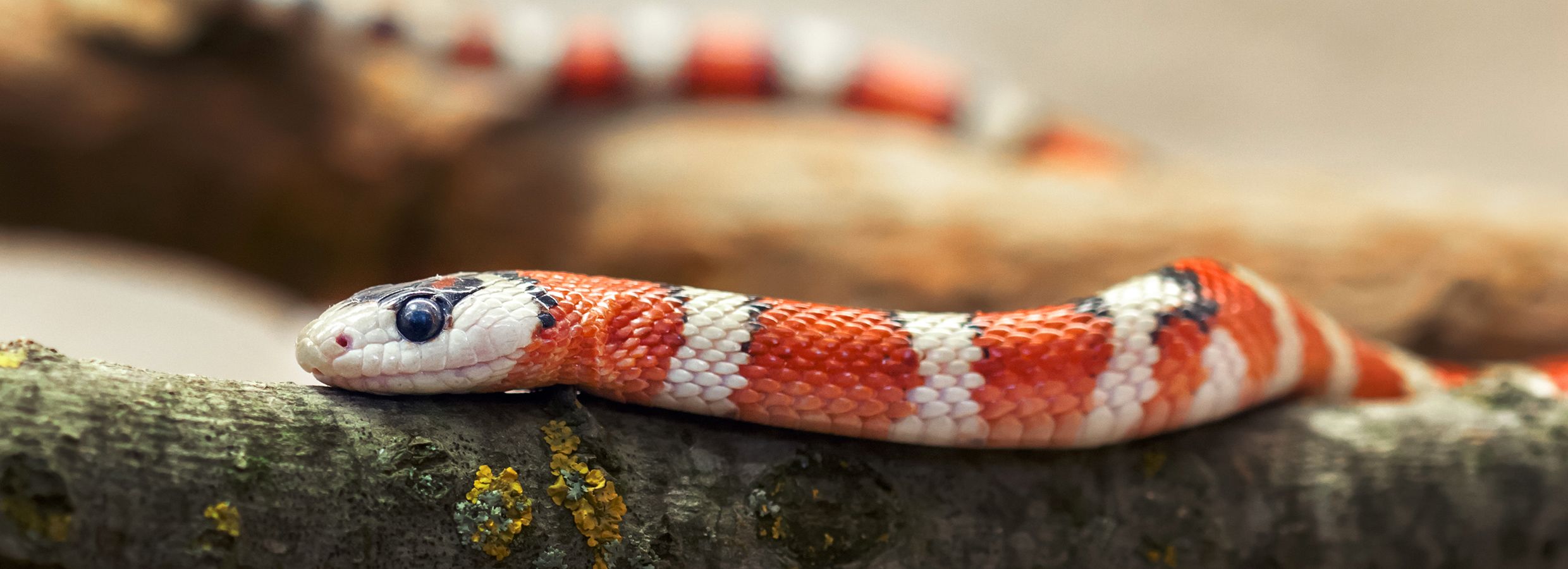 Types of 2024 domestic snakes