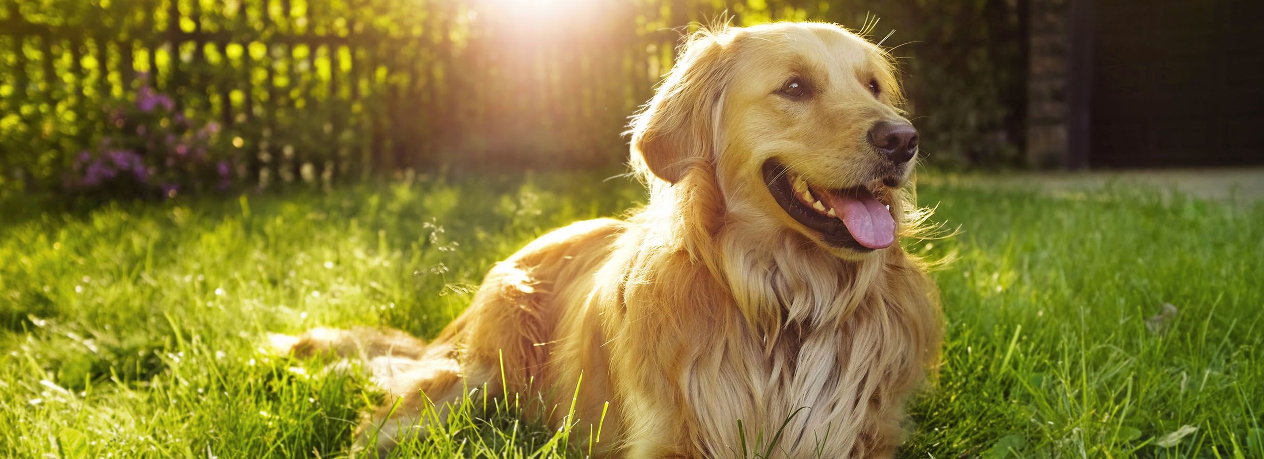 Best dog 2024 foods at petsmart