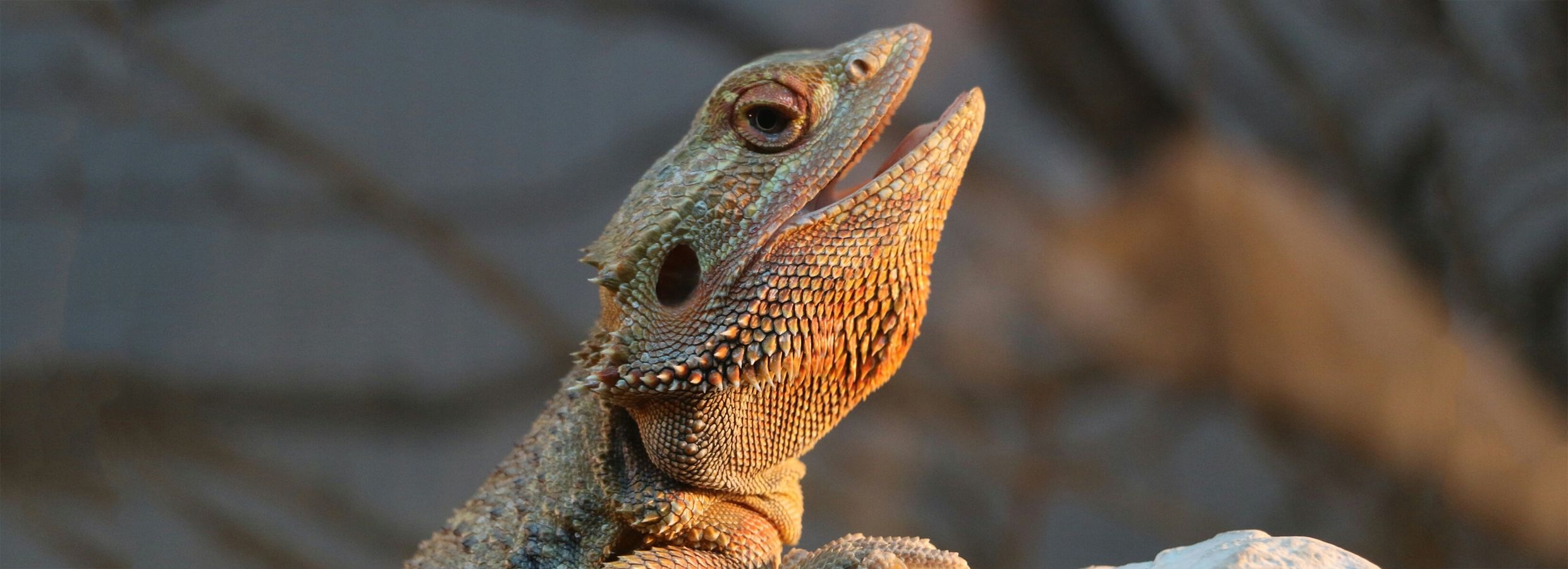 The Complete Bearded Dragon Care Sheet » Tips, Guidelines, & More