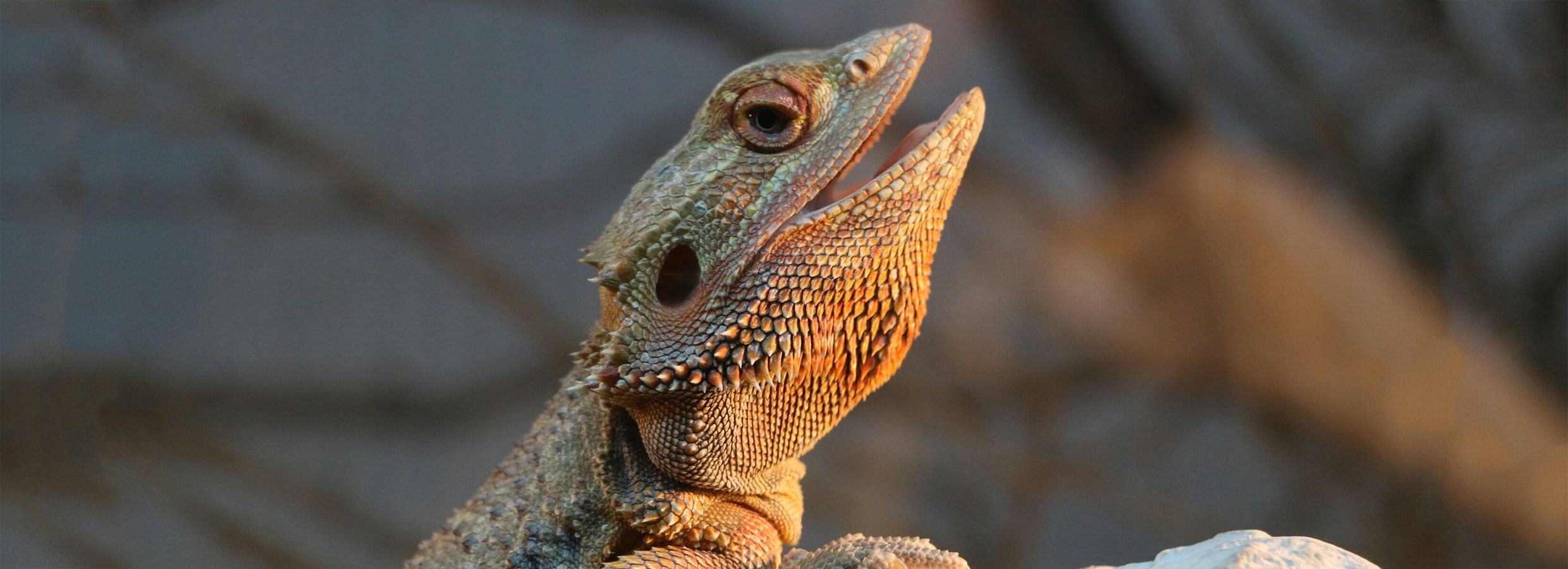 bearded dragon snacks