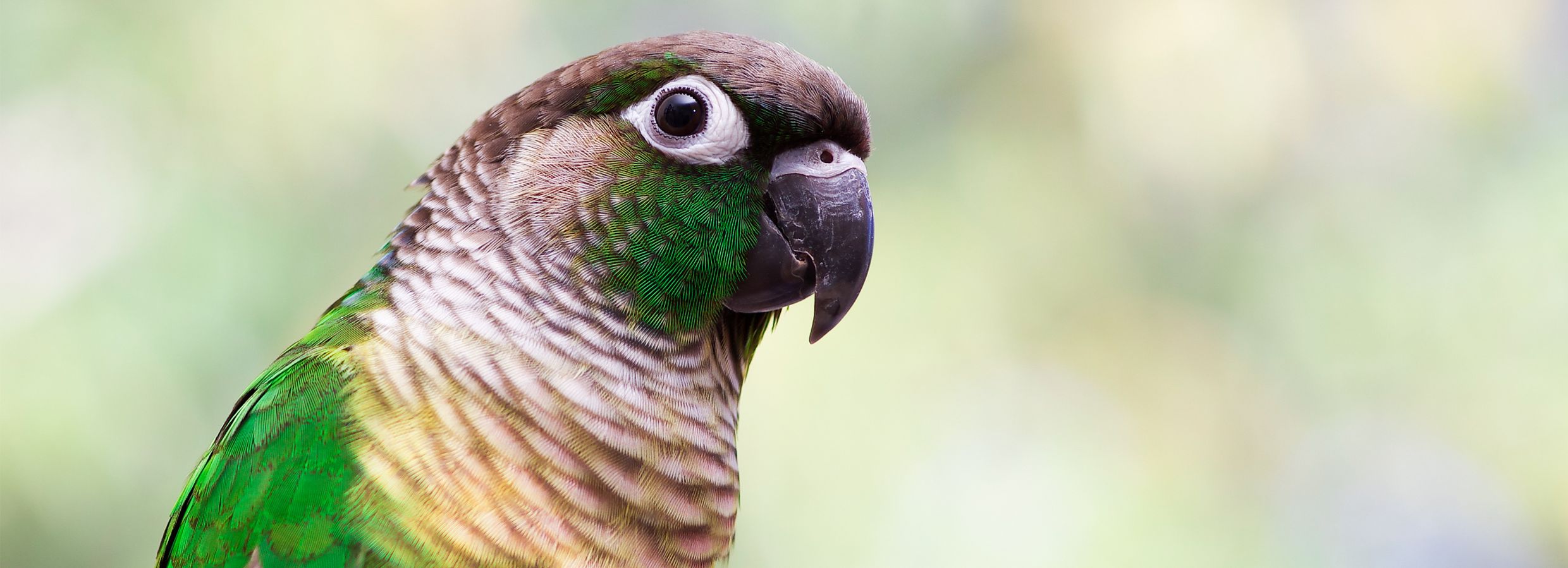 Parakeets clearance from petsmart