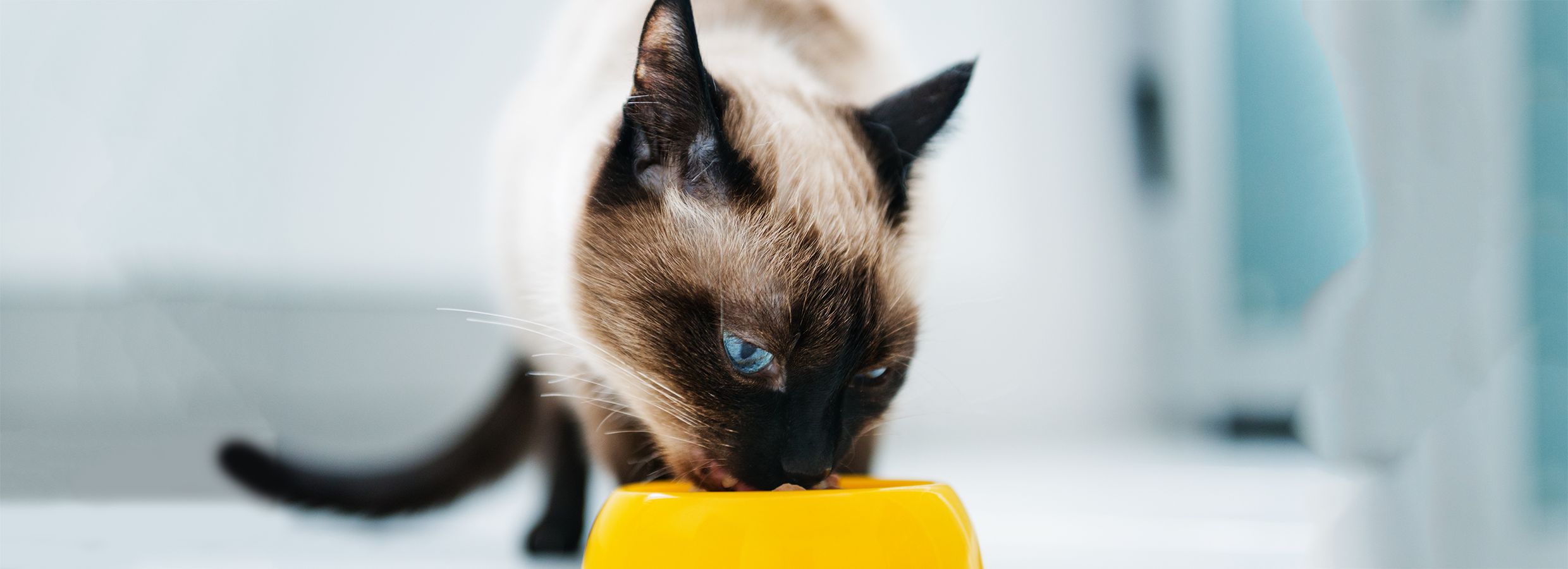 How to Choose the Right Cat or Kitten Food PetSmart