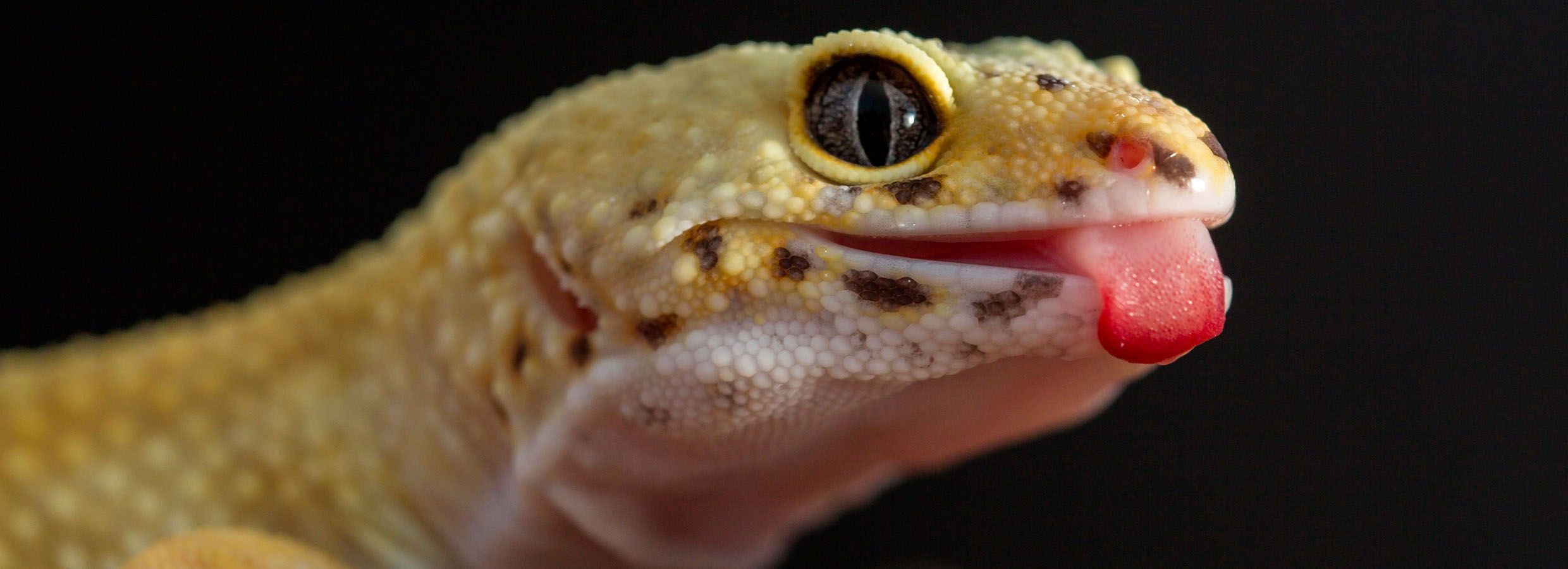 A Guide to Caring for Common House Geckos as Pets