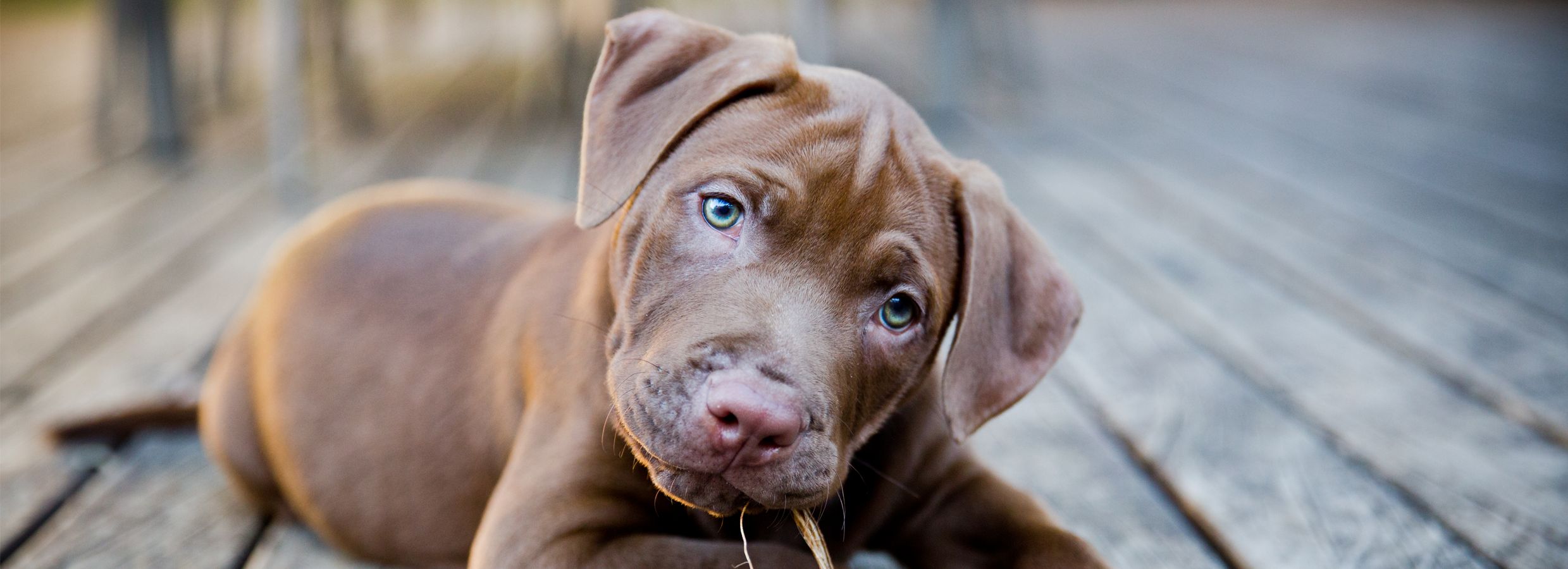 best puppy food at petsmart