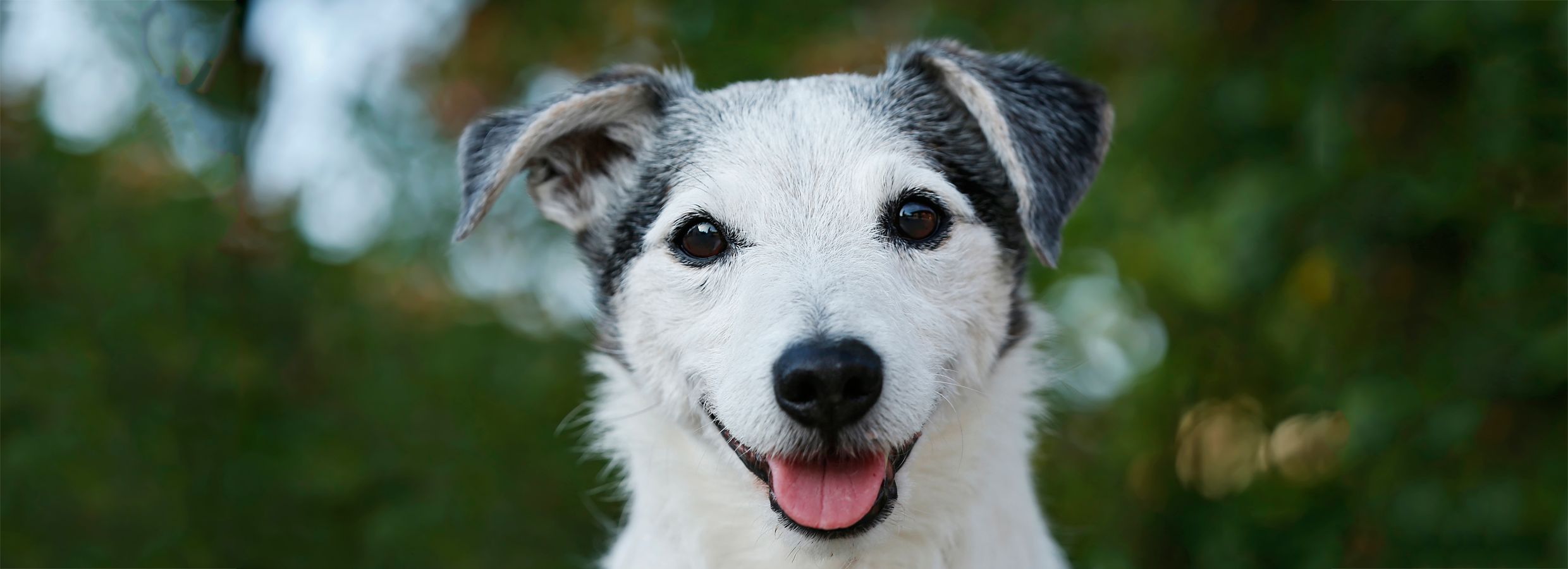 PetSmart Puppy Guide $19.99