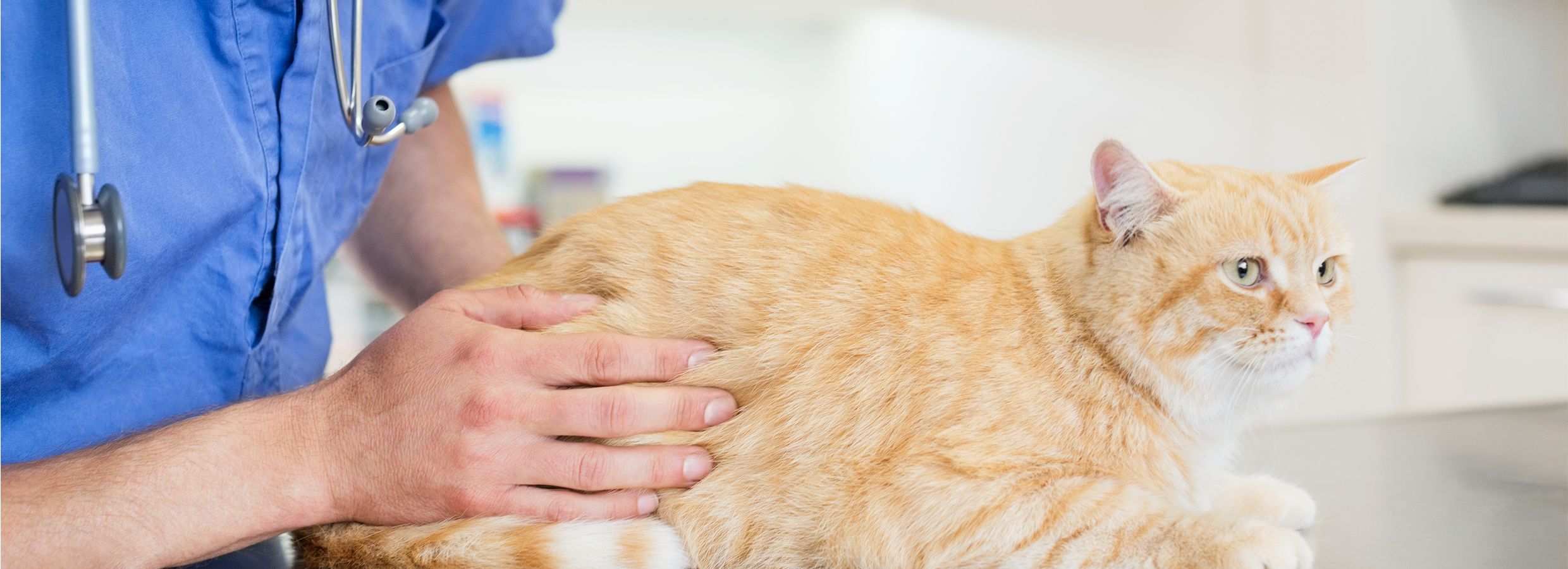 Your Cat's Health Checkup with a Vet 