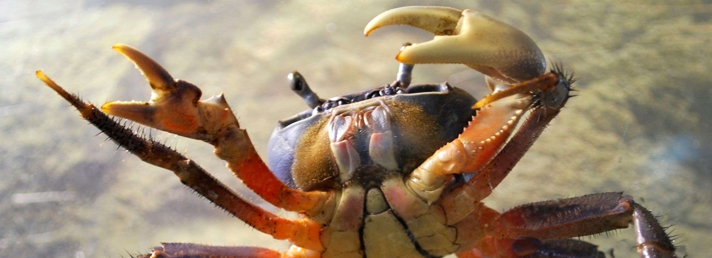 Crayfish petsmart clearance