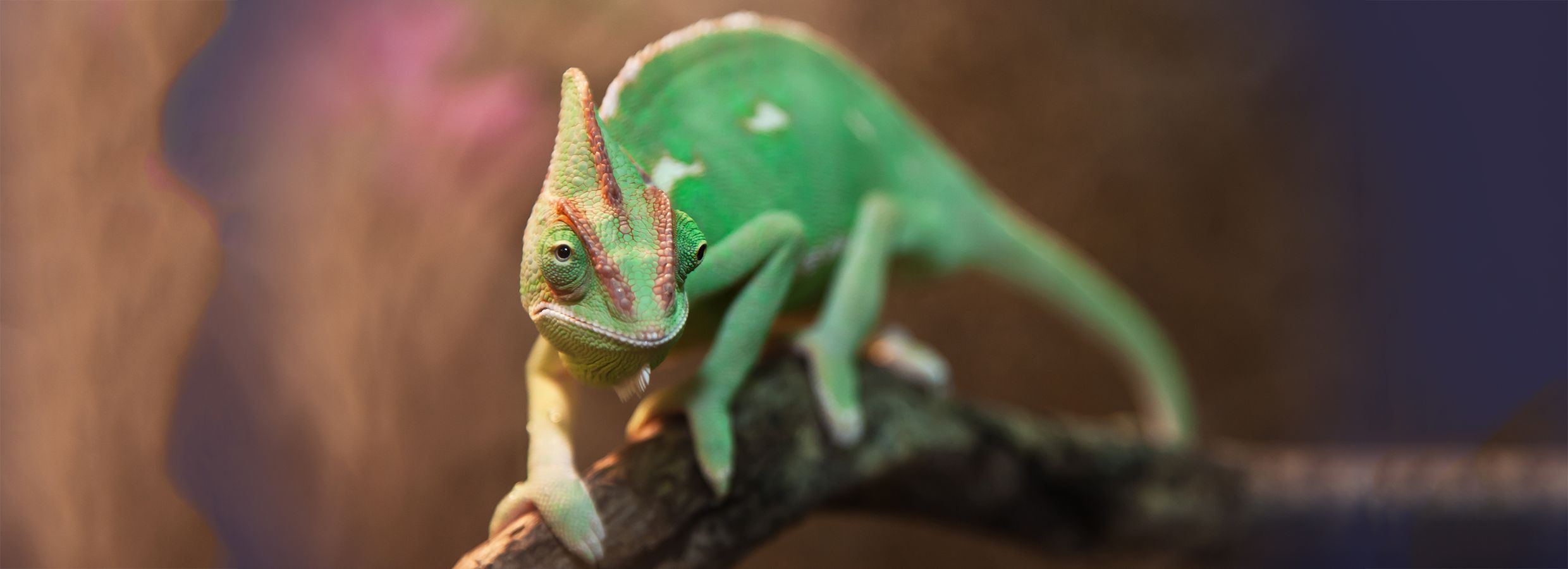 Iguana petsmart store