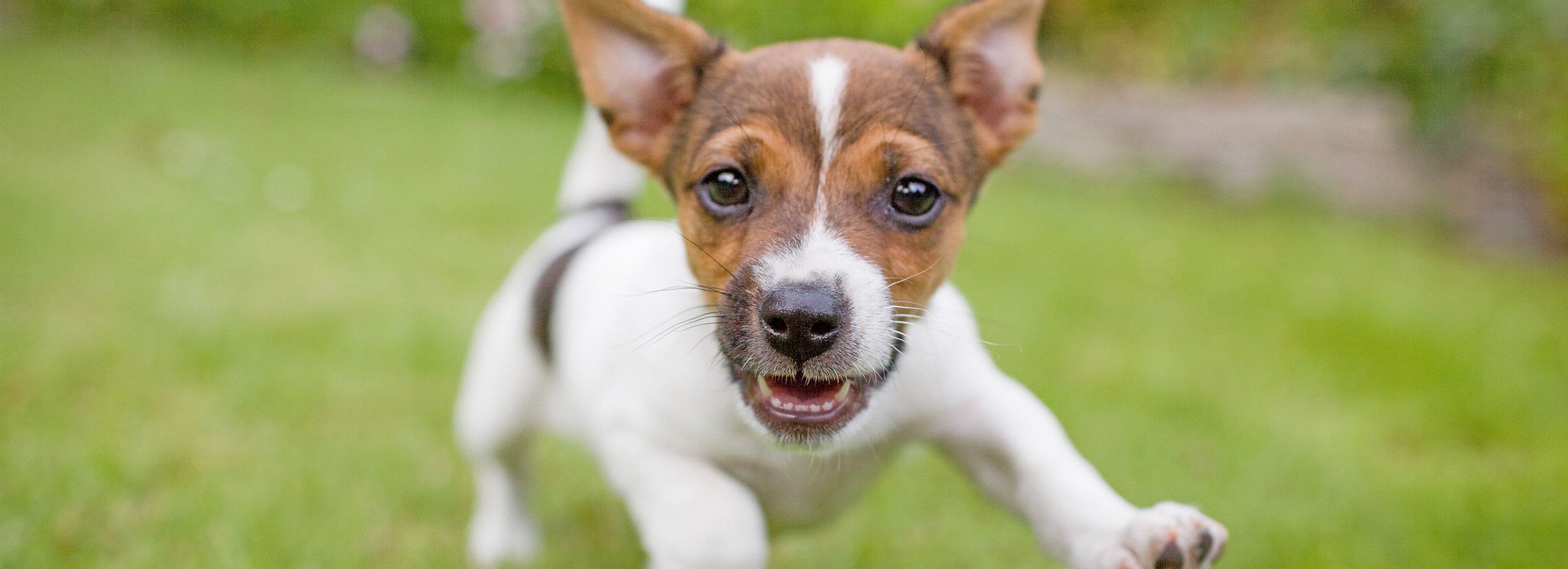 petsmart dog training