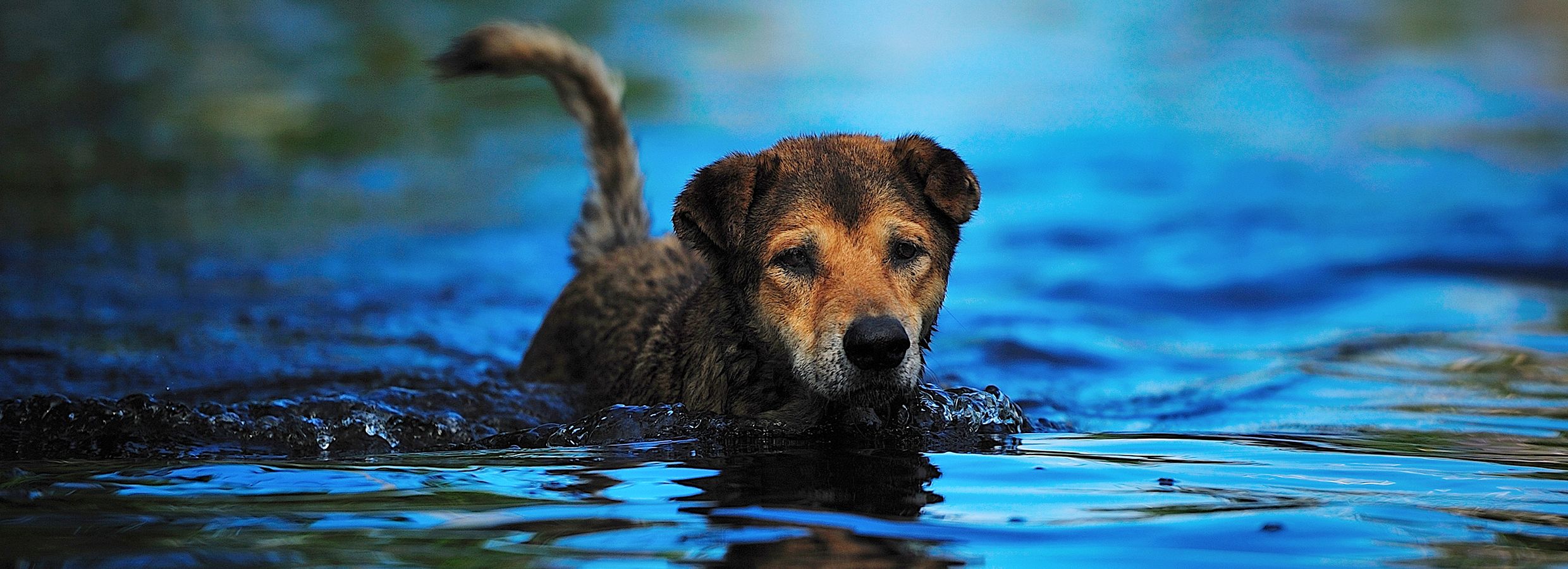 petsmart microchip dog