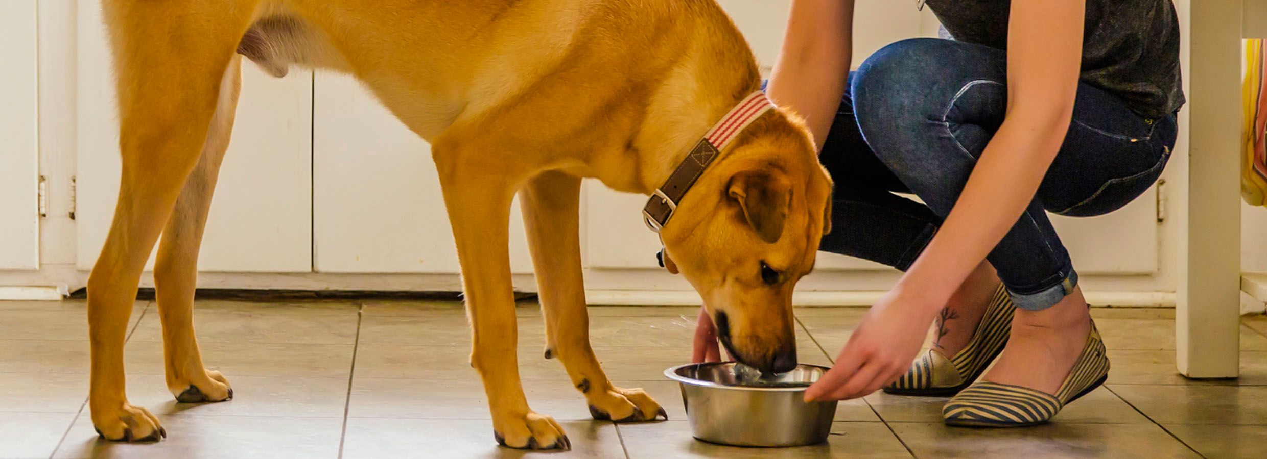 how do you introduce a new dog food to your dog