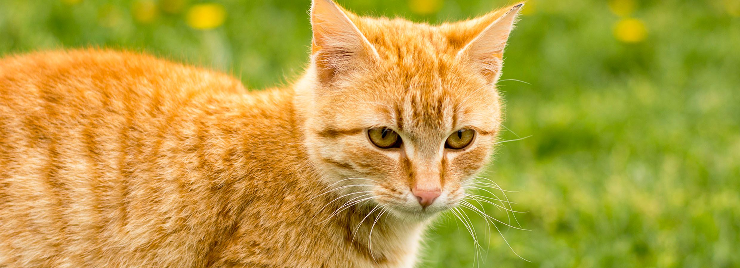 Petsmart cat sales