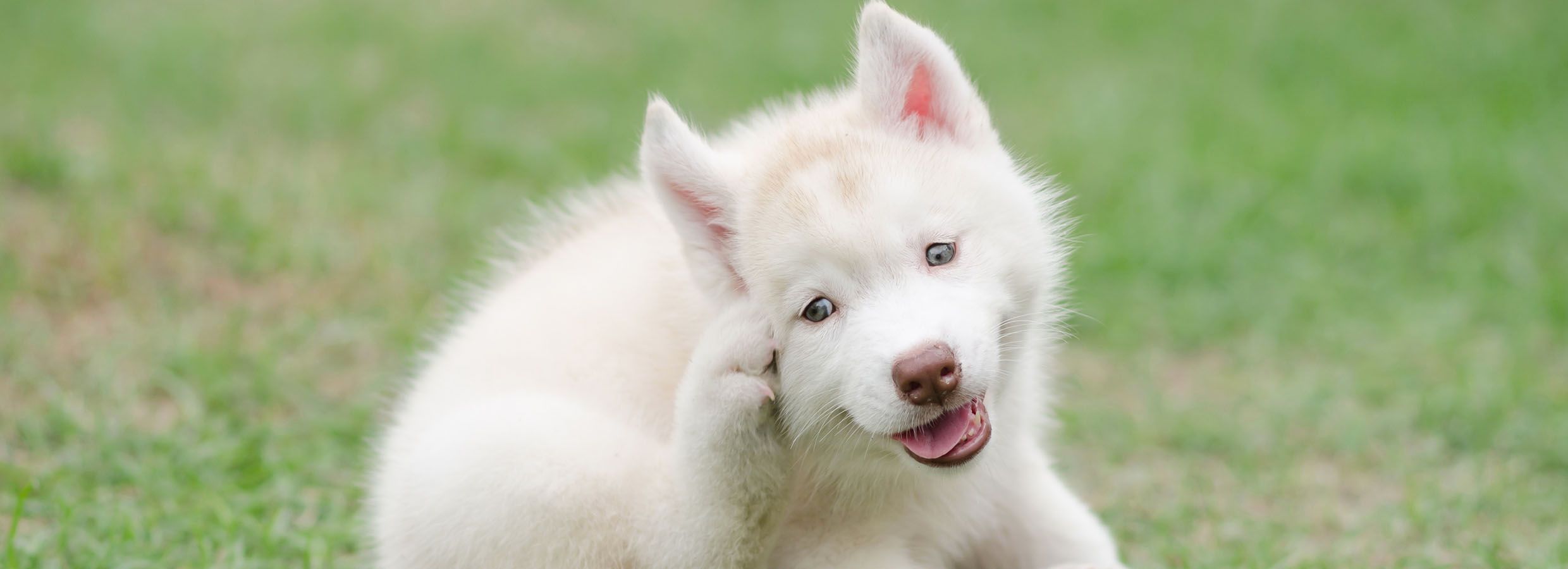 Dog always scratching sales ears