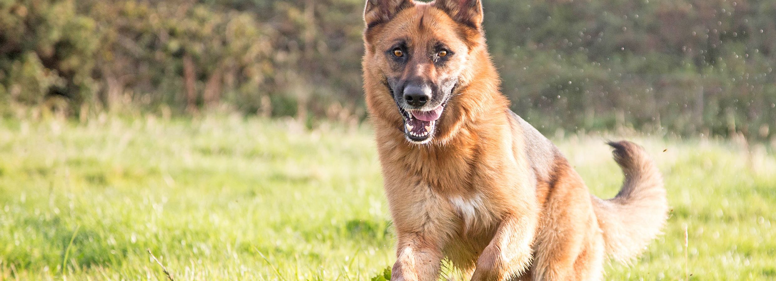 Dog weight gainer store petsmart