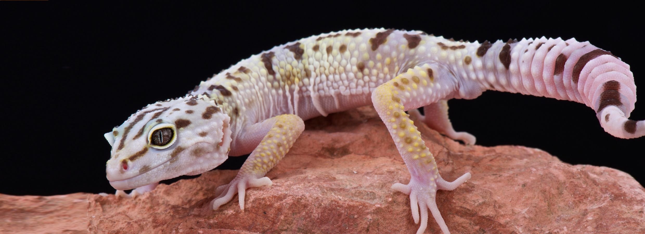 leopard gecko terrarium kit