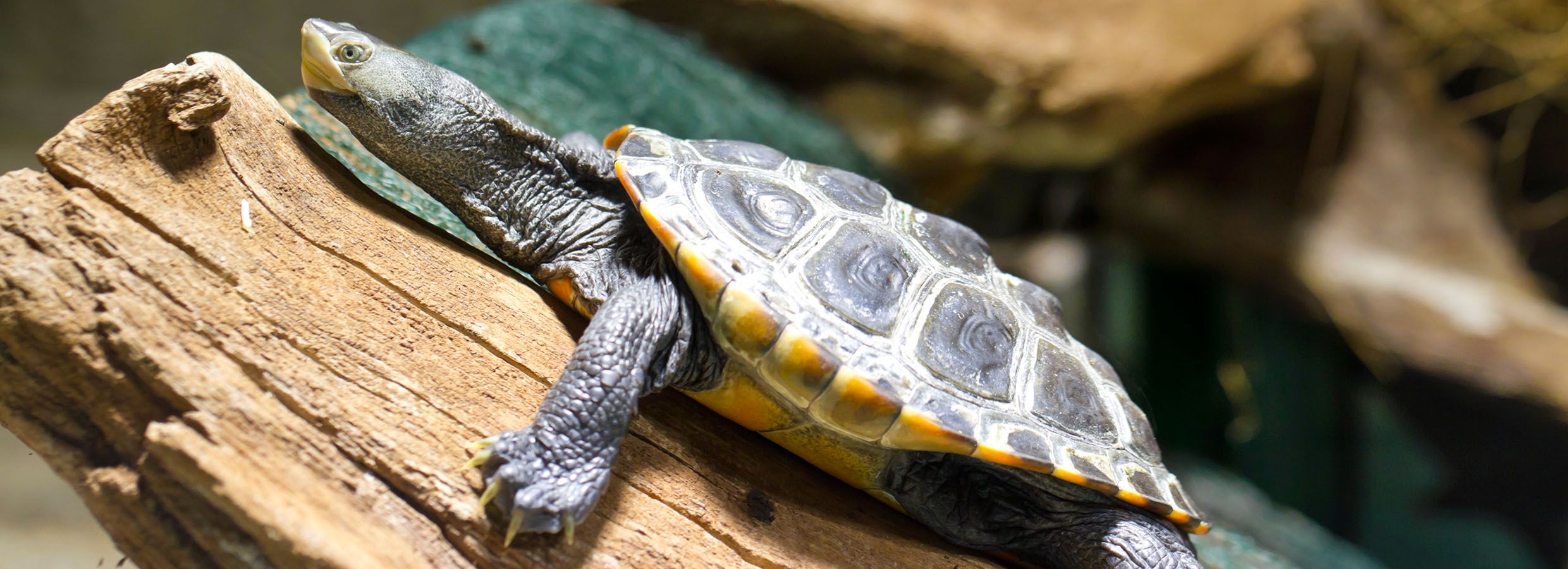 dwarf turtles petsmart