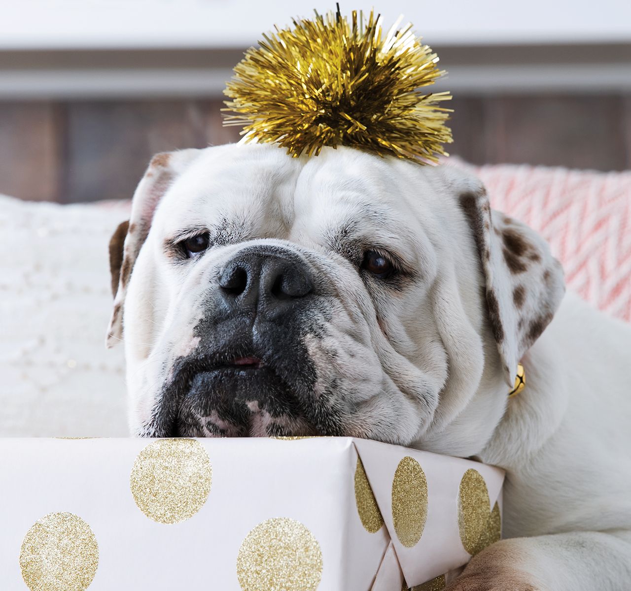 A Pet Safe Holiday Menu for Dogs