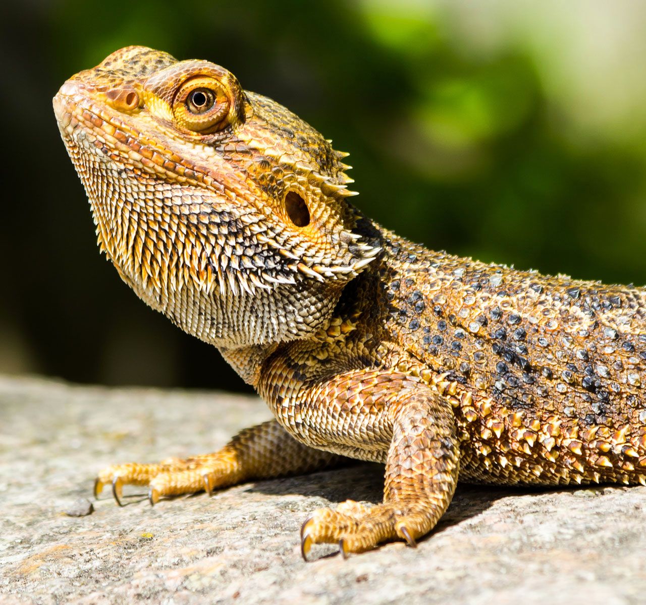 Bearded Dragon Care Guide