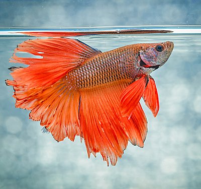 How To Care for Your Betta Fish