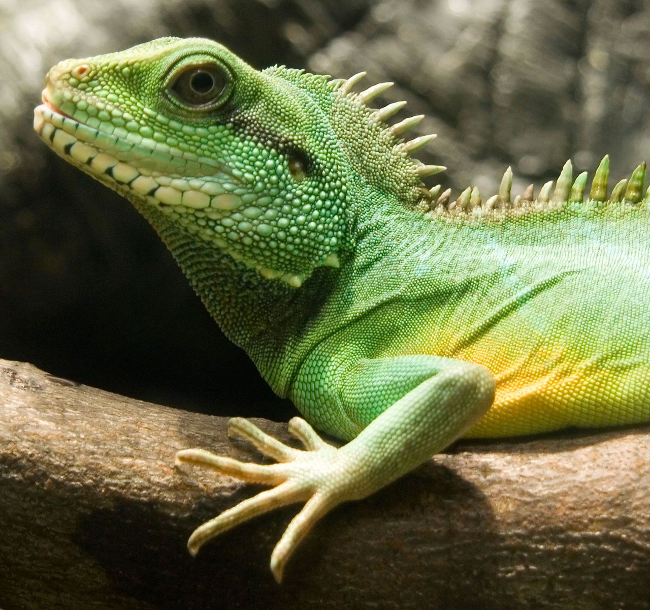 A Set-up Guide for New Chinese Water Dragon Parents