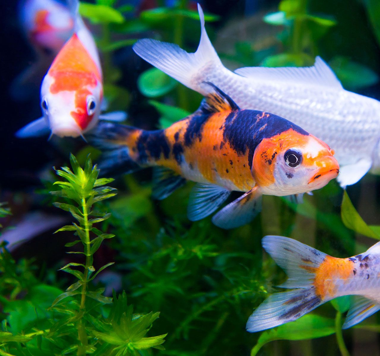 Koi fish 2025 prices petsmart