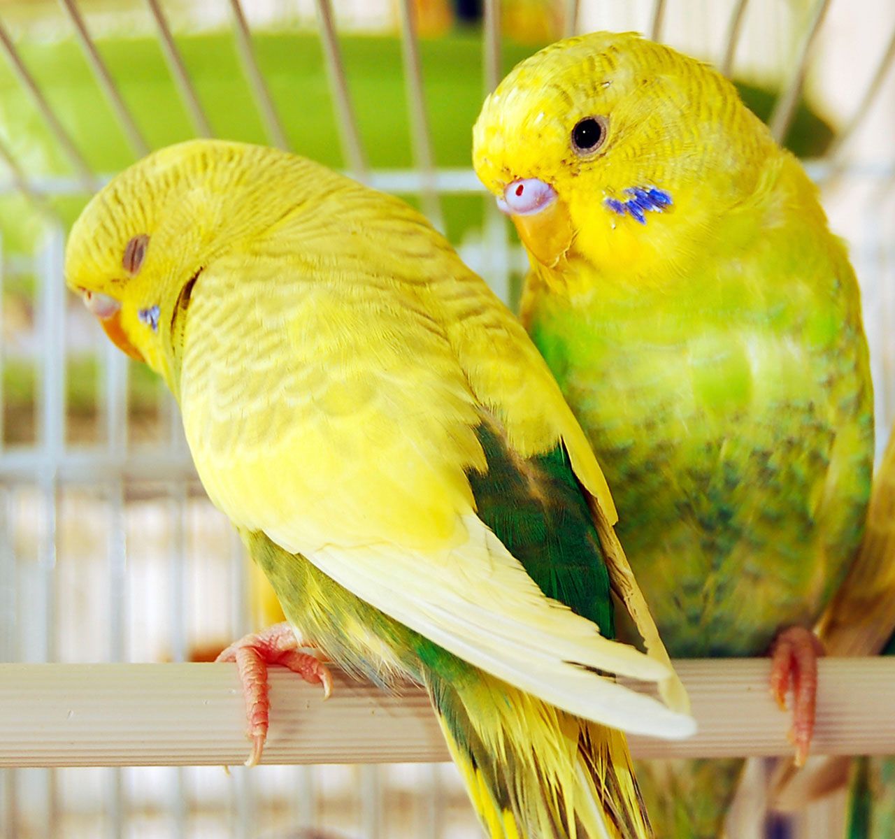 Choosing the Right Pet Bird For You PetSmart